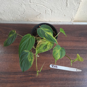 #R33 Two x Headed Variegated Philodendron Micans