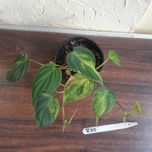 Load image into Gallery viewer, #R33 Two x Headed Variegated Philodendron Micans