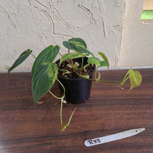 Load image into Gallery viewer, #R33 Two x Headed Variegated Philodendron Micans