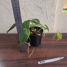 Load image into Gallery viewer, #R33 Two x Headed Variegated Philodendron Micans