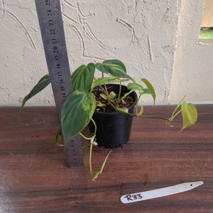 #R33 Two x Headed Variegated Philodendron Micans