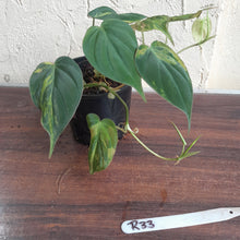 Load image into Gallery viewer, #R33 Two x Headed Variegated Philodendron Micans