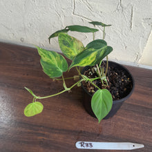 Load image into Gallery viewer, #R33 Two x Headed Variegated Philodendron Micans