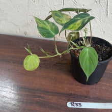 Load image into Gallery viewer, #R33 Two x Headed Variegated Philodendron Micans