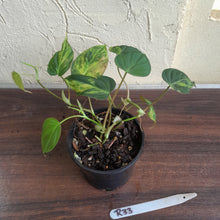 Load image into Gallery viewer, #R33 Two x Headed Variegated Philodendron Micans