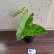 Load image into Gallery viewer, #R95 Philodendron Paraiso Verde
