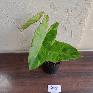 #R95 Philodendron Paraiso Verde