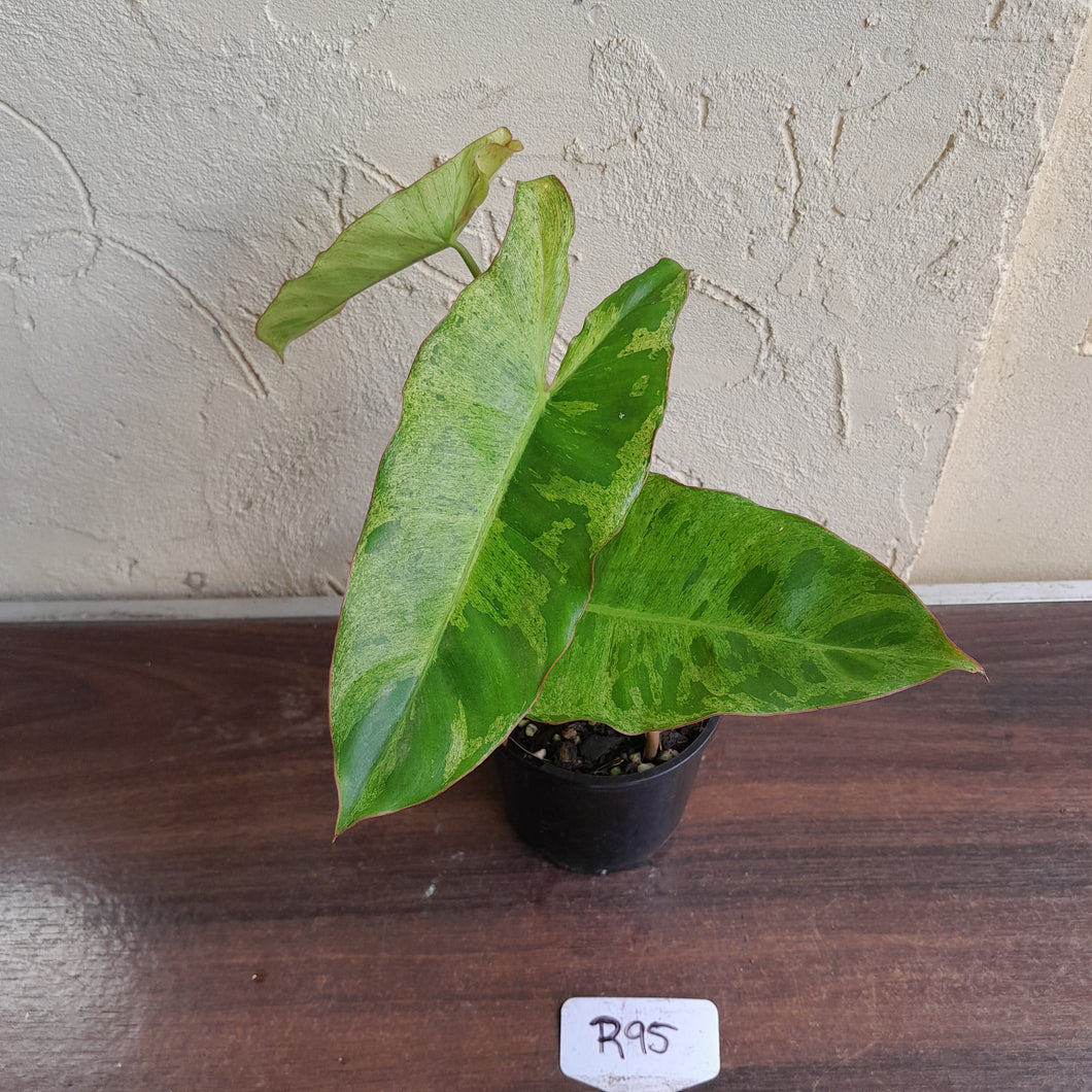 #R95 Philodendron Paraiso Verde