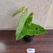 Load image into Gallery viewer, #R95 Philodendron Paraiso Verde