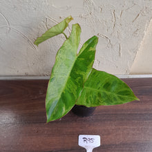 Load image into Gallery viewer, #R95 Philodendron Paraiso Verde