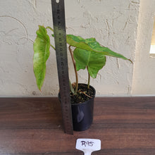 Load image into Gallery viewer, #R95 Philodendron Paraiso Verde