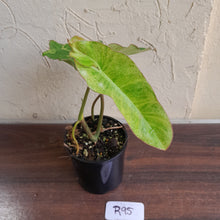 Load image into Gallery viewer, #R95 Philodendron Paraiso Verde