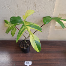 Load image into Gallery viewer, #R6 Philodendron Florida Beauty