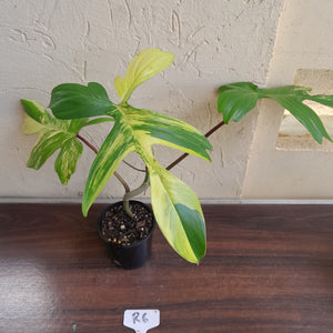 #R6 Philodendron Florida Beauty