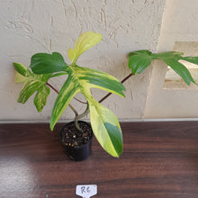 Load image into Gallery viewer, #R6 Philodendron Florida Beauty