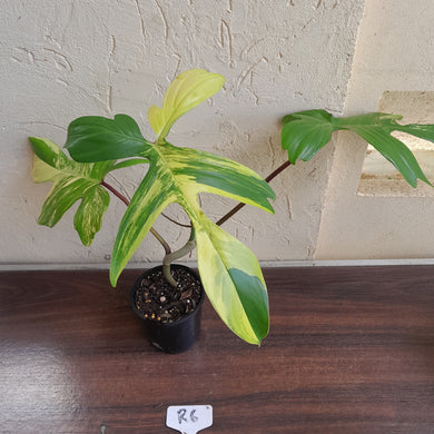 #R6 Philodendron Florida Beauty