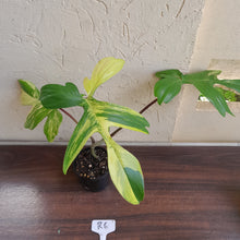 Load image into Gallery viewer, #R6 Philodendron Florida Beauty