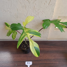 Load image into Gallery viewer, #R6 Philodendron Florida Beauty