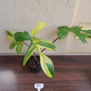 #R6 Philodendron Florida Beauty