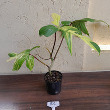 Load image into Gallery viewer, #R6 Philodendron Florida Beauty
