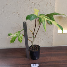 Load image into Gallery viewer, #R6 Philodendron Florida Beauty