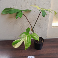 Load image into Gallery viewer, #R6 Philodendron Florida Beauty
