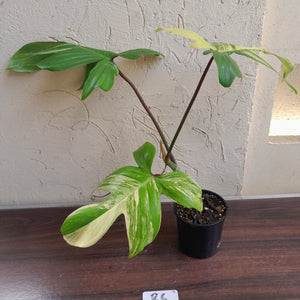 #R6 Philodendron Florida Beauty