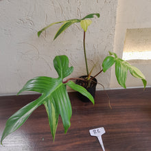 Load image into Gallery viewer, #R6 Philodendron Florida Beauty