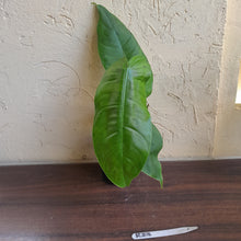 Load image into Gallery viewer, #R23 Philodendron Sharoniae