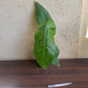 #R23 Philodendron Sharoniae