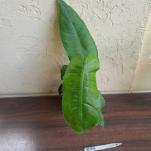 Load image into Gallery viewer, #R23 Philodendron Sharoniae