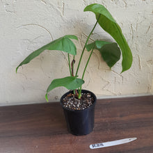 Load image into Gallery viewer, #R23 Philodendron Sharoniae