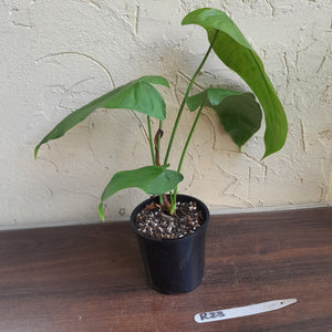 #R23 Philodendron Sharoniae