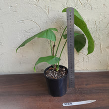Load image into Gallery viewer, #R23 Philodendron Sharoniae