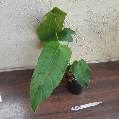 #R23 Philodendron Sharoniae
