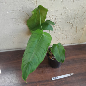 #R23 Philodendron Sharoniae