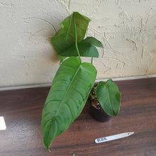 Load image into Gallery viewer, #R23 Philodendron Sharoniae