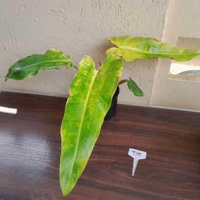 #D5 Philodendron Golden Wings - NEW RELEASE