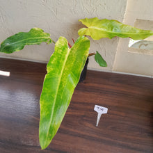 Load image into Gallery viewer, #D5 Philodendron Golden Wings - NEW RELEASE