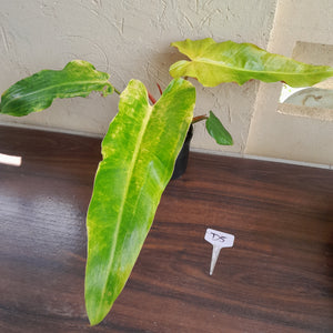 #D5 Philodendron Golden Wings - NEW RELEASE
