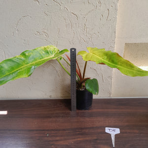 #D5 Philodendron Golden Wings - NEW RELEASE