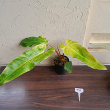 Load image into Gallery viewer, #D5 Philodendron Golden Wings - NEW RELEASE