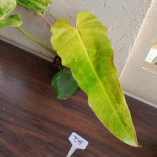 Load image into Gallery viewer, #D5 Philodendron Golden Wings - NEW RELEASE