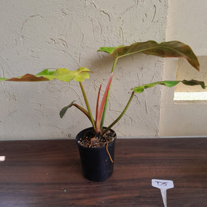 #D5 Philodendron Golden Wings - NEW RELEASE