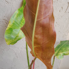Load image into Gallery viewer, #D5 Philodendron Golden Wings - NEW RELEASE