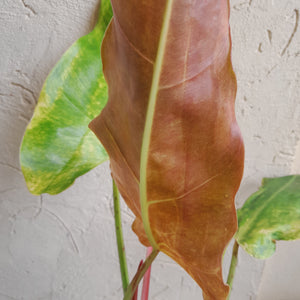 #D5 Philodendron Golden Wings - NEW RELEASE