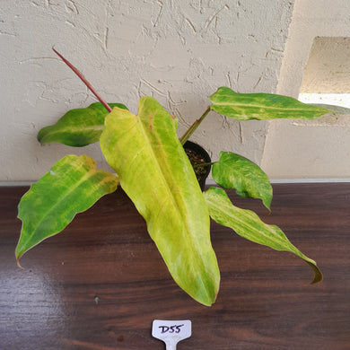 #D55 Philodendron Golden Wings - NEW RELEASE