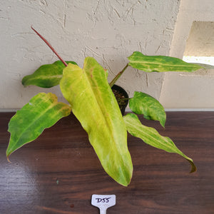 #D55 Philodendron Golden Wings - NEW RELEASE