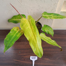 Load image into Gallery viewer, #D55 Philodendron Golden Wings - NEW RELEASE