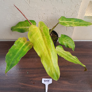 #D55 Philodendron Golden Wings - NEW RELEASE